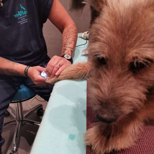 Hundeauslaufgebiet-Fitness für Hunde und ihre Menschen-Bild