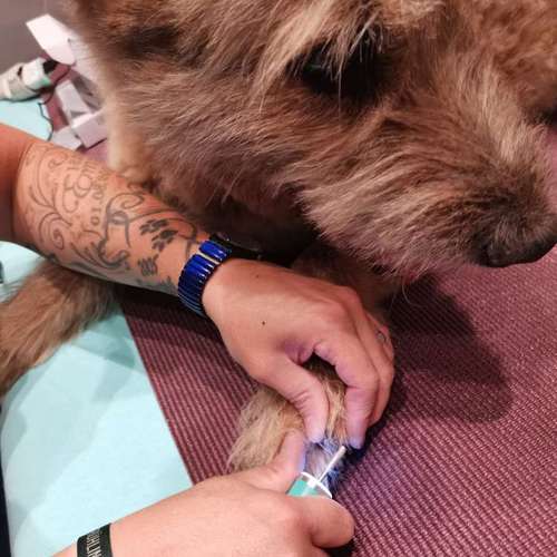 Hundeauslaufgebiet-Fitness für Hunde und ihre Menschen-Bild