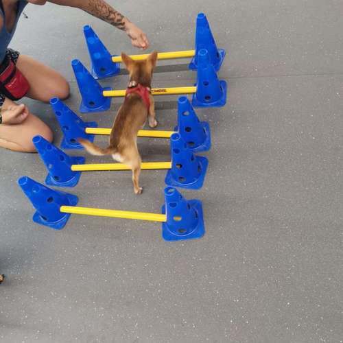Hundeauslaufgebiet-Fitness für Hunde und ihre Menschen-Bild