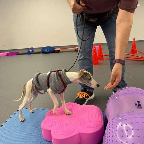 Hundeauslaufgebiet-Fitness für Hunde und ihre Menschen-Bild