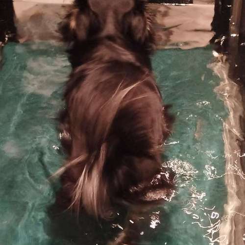 Hundeauslaufgebiet-Fitness für Hunde und ihre Menschen-Bild