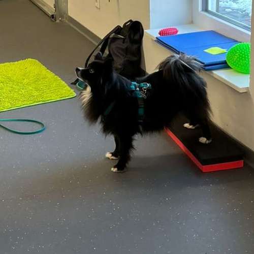 Hundeauslaufgebiet-Fitness für Hunde und ihre Menschen-Bild