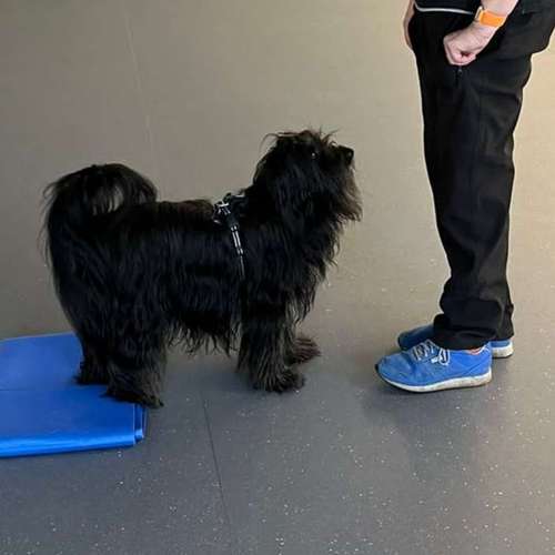 Hundeauslaufgebiet-Fitness für Hunde und ihre Menschen-Bild