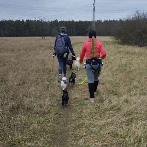 Hundeauslaufgebiet-Fitness für Hunde und ihre Menschen-Bild