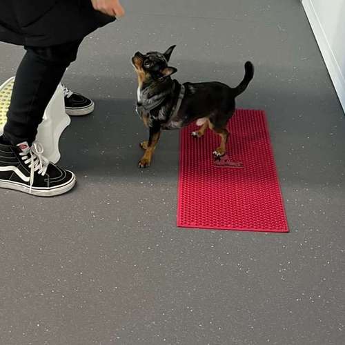 Hundeauslaufgebiet-Fitness für Hunde und ihre Menschen-Bild