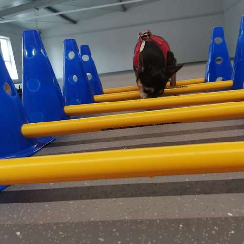 Hundeauslaufgebiet-Fitness für Hunde und ihre Menschen-Bild