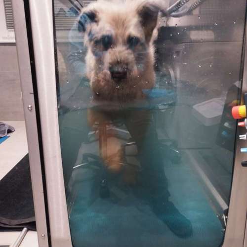 Hundeauslaufgebiet-Fitness für Hunde und ihre Menschen-Bild