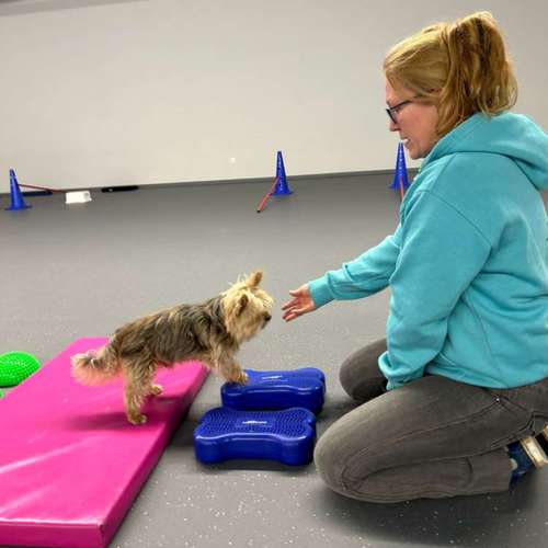 Hundeauslaufgebiet-Fitness für Hunde und ihre Menschen-Bild