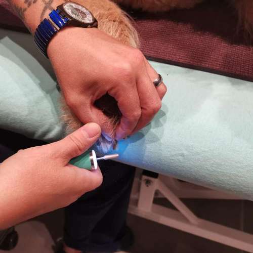 Hundeauslaufgebiet-Fitness für Hunde und ihre Menschen-Bild