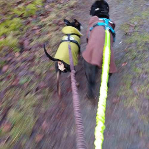 Hundeauslaufgebiet-Fitness für Hunde und ihre Menschen-Bild