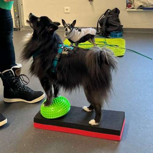 Hundeauslaufgebiet-Fitness für Hunde und ihre Menschen-Bild
