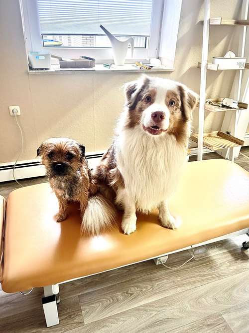 Hundeauslaufgebiet-TSB Tierphysiotherapie-Bild