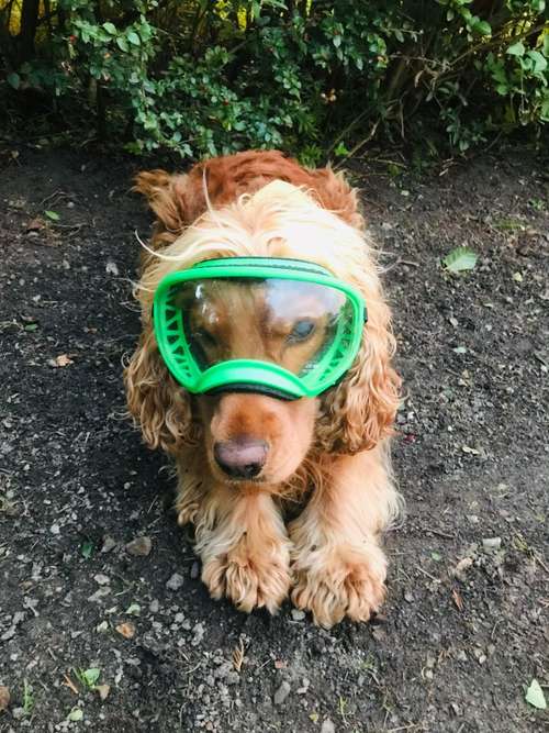 Hundeauslaufgebiet-Tierarztpraxis Schiffdorf Partnerschaft-Bild