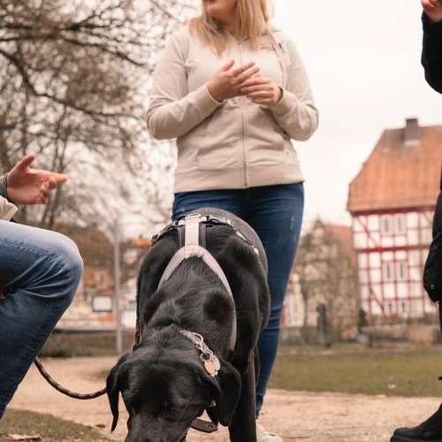 Hundeauslaufgebiet-Lebenslust Hund-Bild