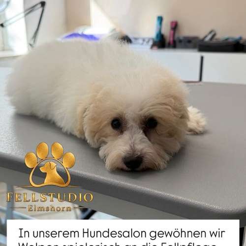 Hundeauslaufgebiet-Fellstudio-Elmshorn-Bild