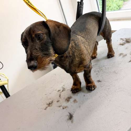 Hundeauslaufgebiet-Fellstudio-Elmshorn-Bild