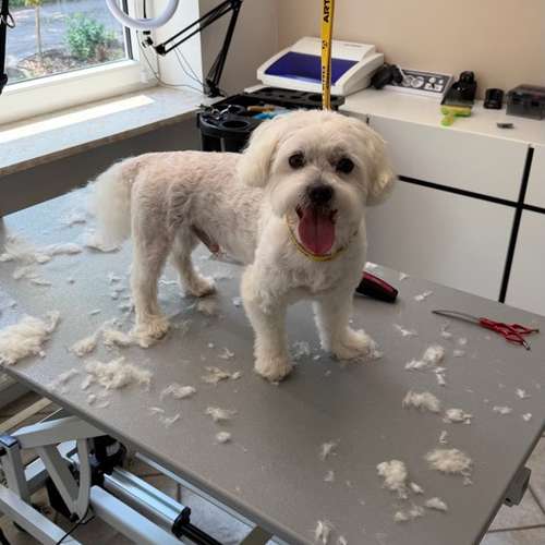 Hundeauslaufgebiet-Fellstudio-Elmshorn-Bild