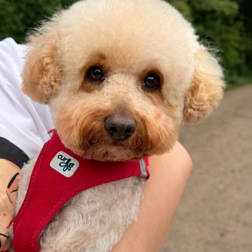 Hundeauslaufgebiet-Fellstudio-Elmshorn-Bild