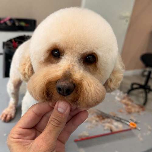 Hundeauslaufgebiet-Fellstudio-Elmshorn-Bild