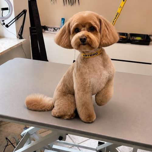 Hundeauslaufgebiet-Fellstudio-Elmshorn-Bild