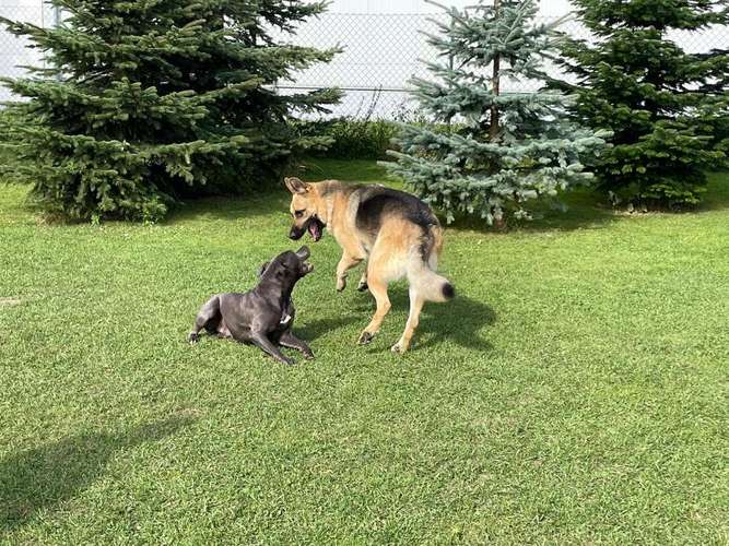 Hundeauslaufgebiet-Bello Fantastico Lydia Rege-Bild