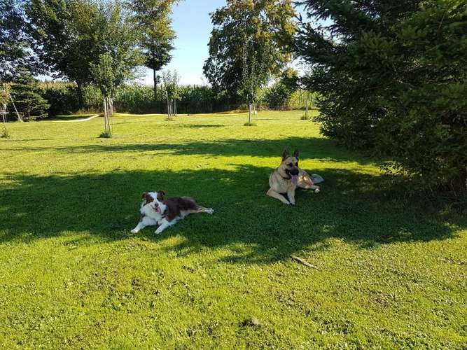 Hundeauslaufgebiet-Bello Fantastico Lydia Rege-Bild