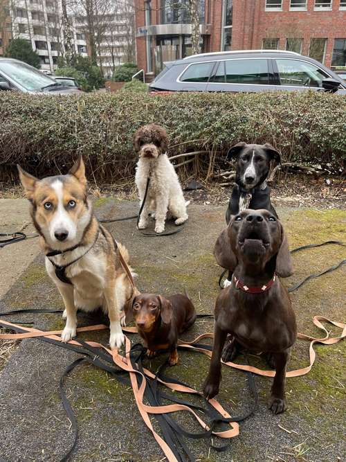 Hundeauslaufgebiet-Doggo Daycare-Bild