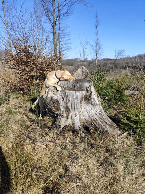 Hundeauslaufgebiet-Herz (H)und Kopf-Bild