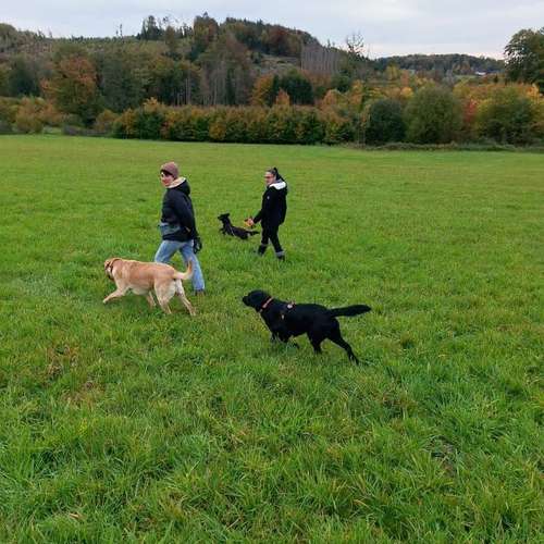 Hundeauslaufgebiet-Herz (H)und Kopf-Bild