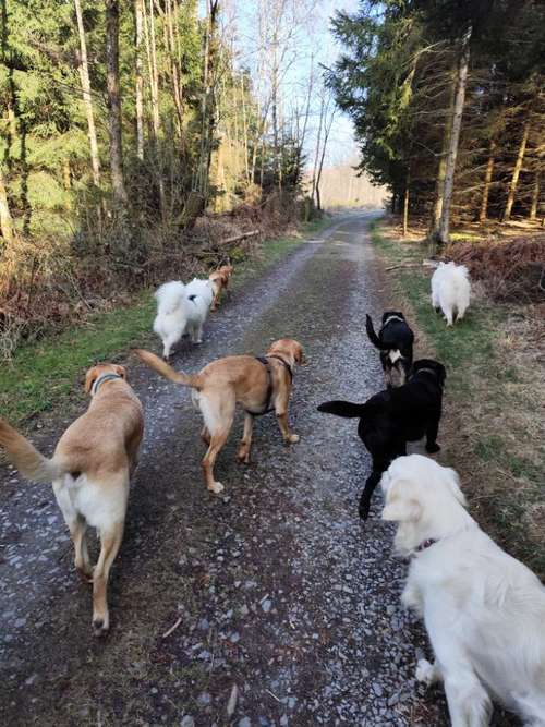 Hundeauslaufgebiet-Herz (H)und Kopf-Bild