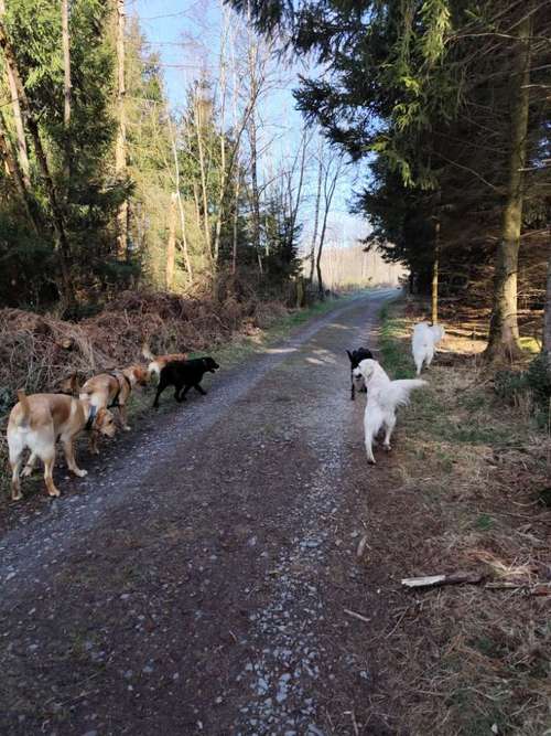 Hundeauslaufgebiet-Herz (H)und Kopf-Bild