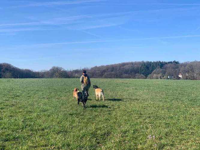 Hundeauslaufgebiet-Herz (H)und Kopf-Bild