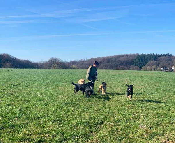 Hundeauslaufgebiet-Herz (H)und Kopf-Bild