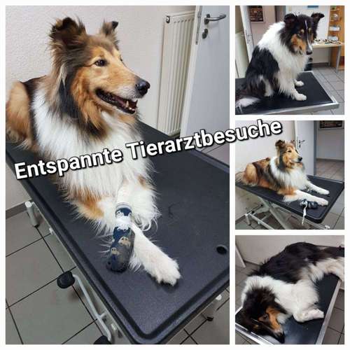 Hundeauslaufgebiet-Hundeschule Pfotenarbeit-Bild