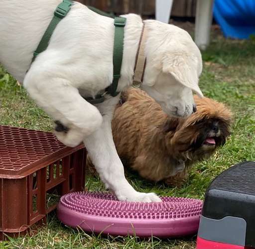 Hundeauslaufgebiet-Hundecoach Franziska Sayk Cani-Wauz-Bild