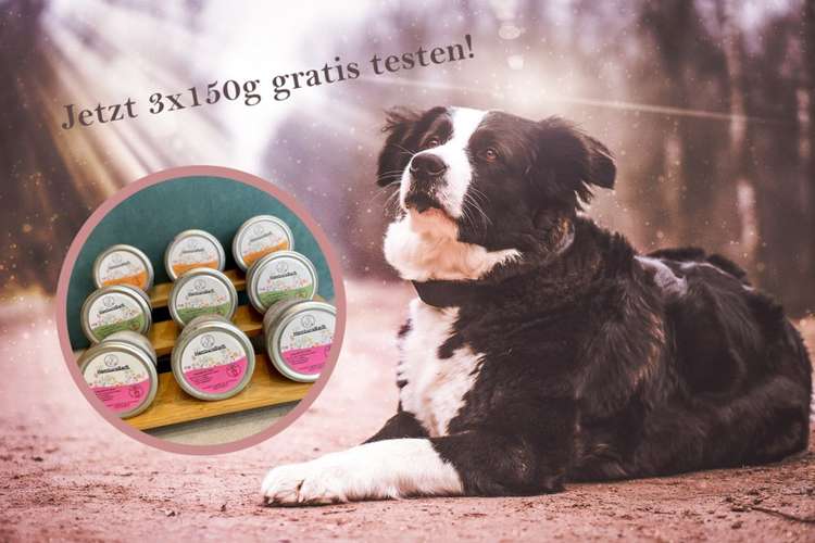 Hundeauslaufgebiet-HamburgBarft-Bild