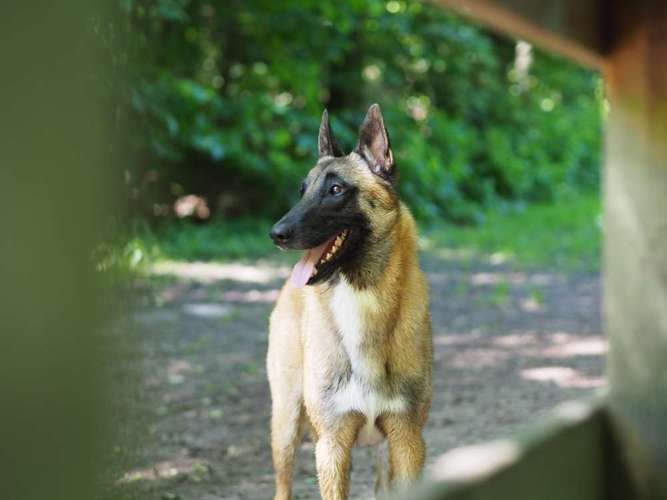 Hundeauslaufgebiet-Kyra Loose-Bild