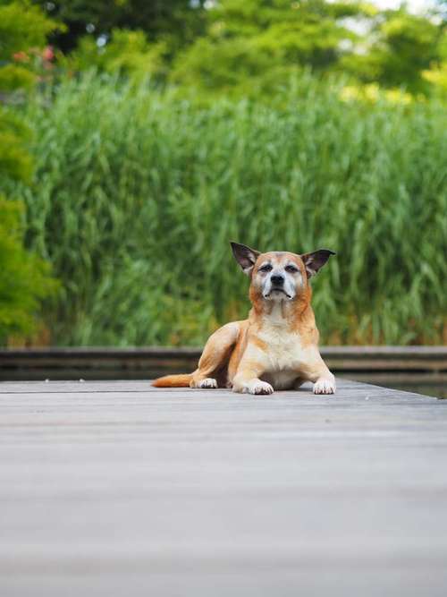 Hundeauslaufgebiet-Kyra Loose-Bild