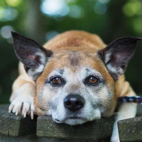 Hundeauslaufgebiet-Kyra Loose-Bild