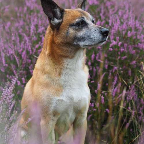 Hundeauslaufgebiet-Kyra Loose-Bild