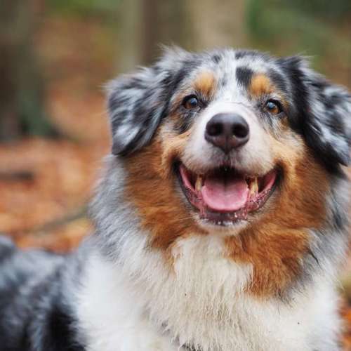 Hundeauslaufgebiet-Kyra Loose-Bild