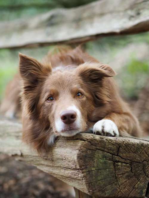 Hundeauslaufgebiet-Kyra Loose-Bild