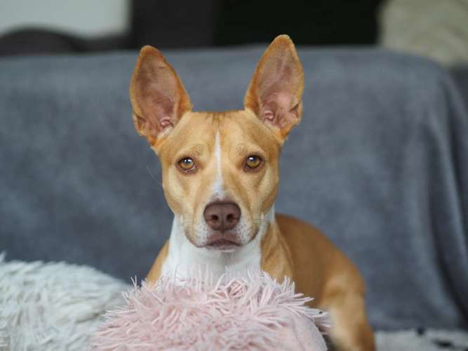 Hundeauslaufgebiet-Kyra Loose-Bild