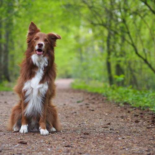 Hundeauslaufgebiet-Kyra Loose-Bild