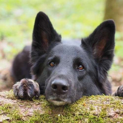 Hundeauslaufgebiet-Kyra Loose-Bild