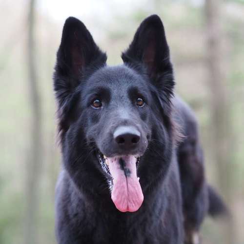 Hundeauslaufgebiet-Kyra Loose-Bild