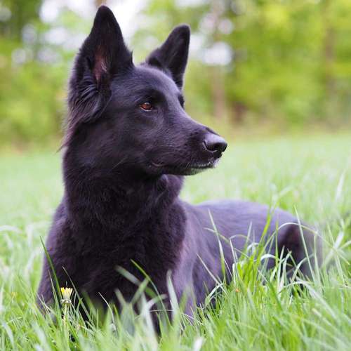 Hundeauslaufgebiet-Kyra Loose-Bild