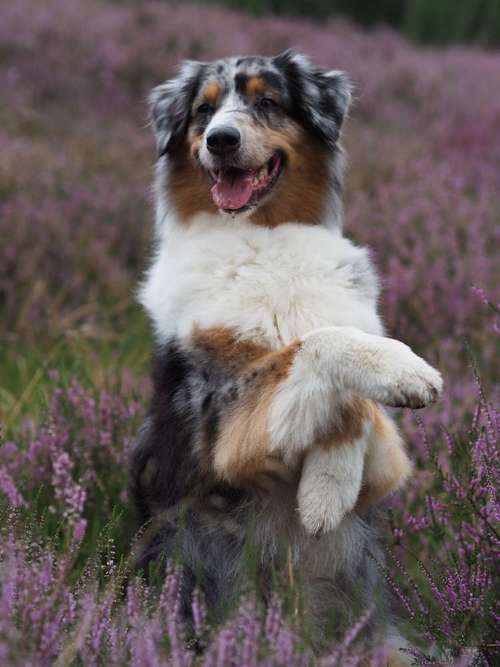 Hundeauslaufgebiet-Kyra Loose-Bild