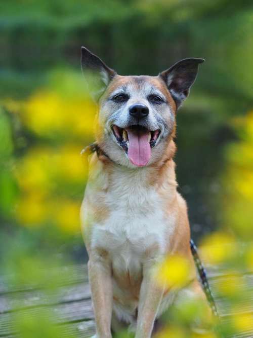 Hundeauslaufgebiet-Kyra Loose-Bild