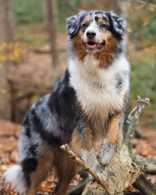 Hundeauslaufgebiet-Kyra Loose-Bild